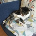 Orchard Cattery