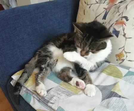 Orchard Cattery