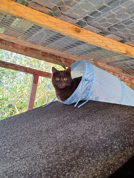 Orchard Cattery Picture 3