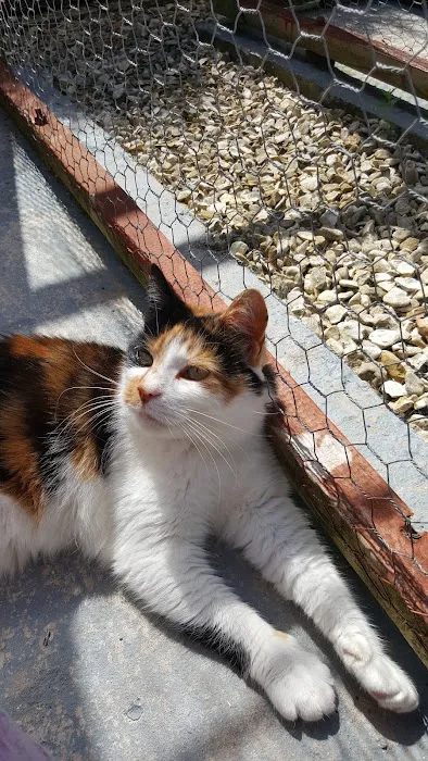 Orchard Cattery Picture 4
