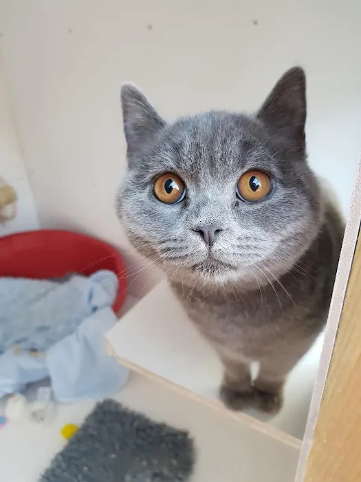 Orchard Cattery Picture 6