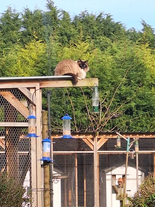 Orchard Cattery Picture 5