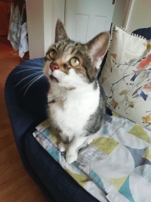 Orchard Cattery Picture 7