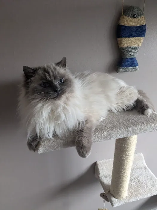 Pawsome Pad Picture 4