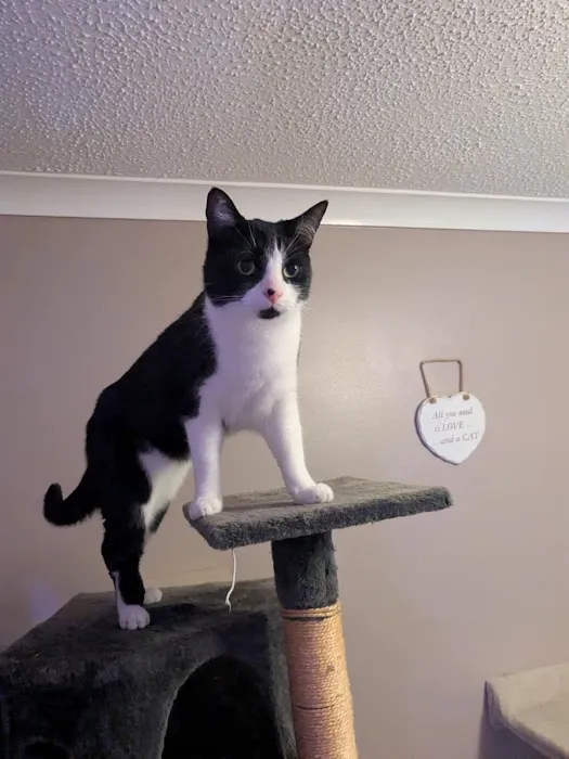 Pawsome Pad Picture 8