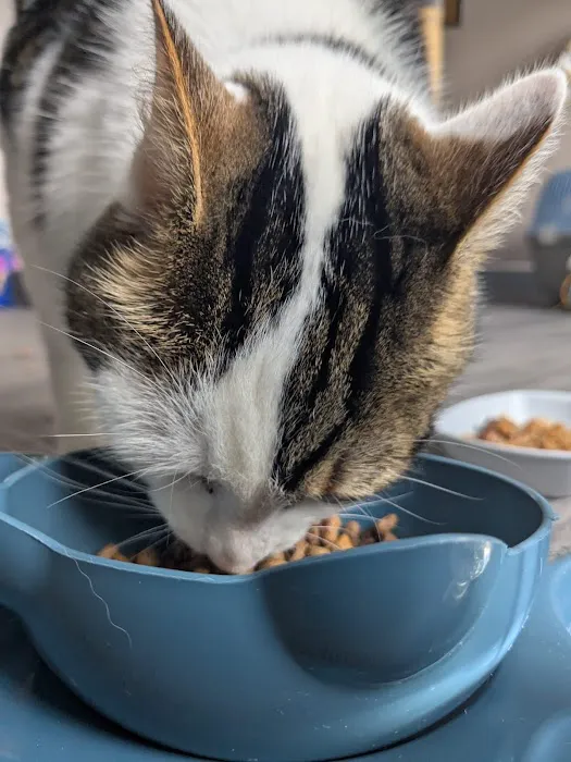 Pawsome Pad Picture 7