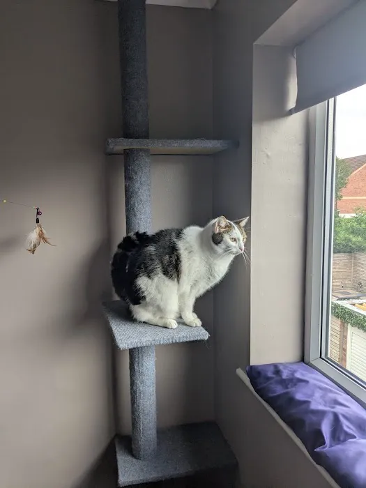 Pawsome Pad Picture 10