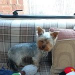 Evolution Animal Care - Thorne