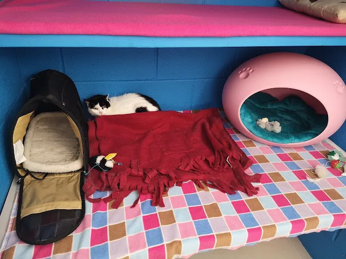 Glenrose Cattery Picture 2
