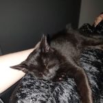 Glenrose Cattery