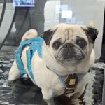 Yorkshire Canine Therapy Centre Ltd