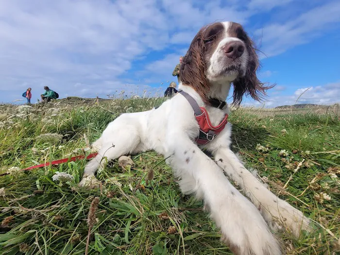 Yorkshire Canine Therapy Centre Ltd Picture 3