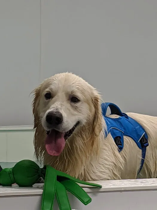 Yorkshire Canine Therapy Centre Ltd Picture 7