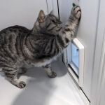 The Cattery @ Cherry Tree Farm