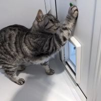 The Cattery @ Cherry Tree Farm ico
