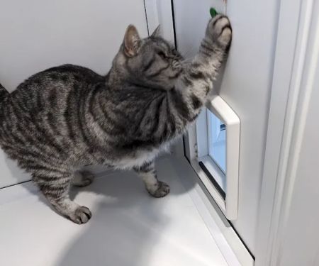 The Cattery @ Cherry Tree Farm