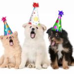 Vets for Pets - Selby