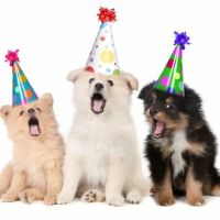 Vets for Pets - Selby ico