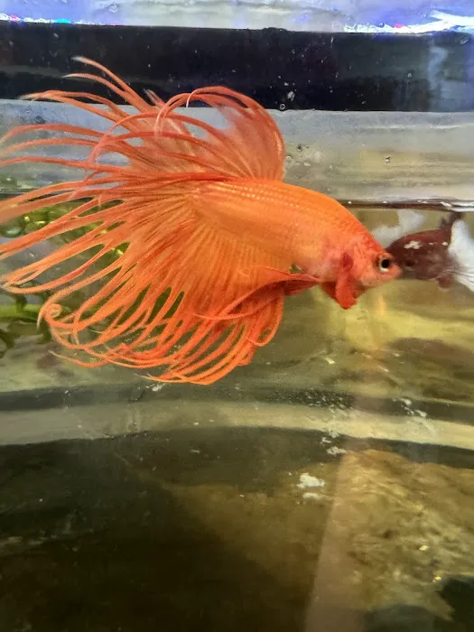 Doncaster Aquatics (D&B) Picture 1