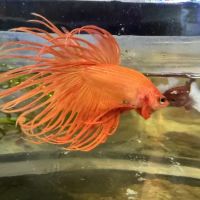 Doncaster Aquatics (D&B) ico