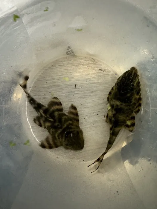 Doncaster Aquatics (D&B) Picture 3