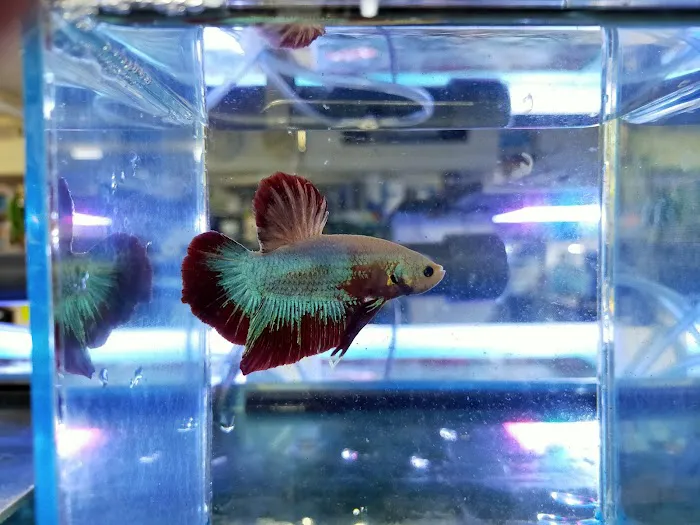 Ferrybridge Aquatics Picture 4