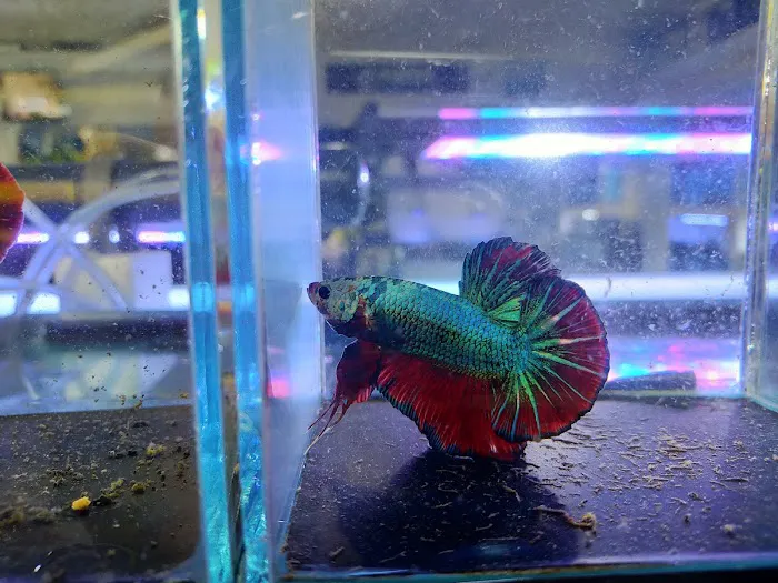 Ferrybridge Aquatics Picture 7