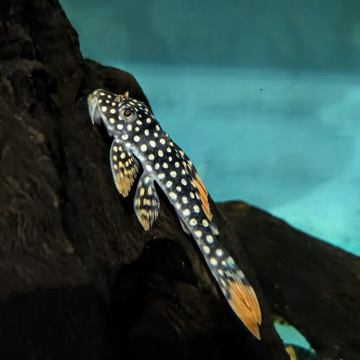 Ferrybridge Aquatics Picture 10