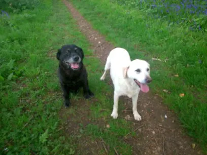 Galtres Veterinary Surgery Picture 3