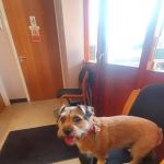 Galtres Veterinary Surgery