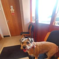 Galtres Veterinary Surgery ico