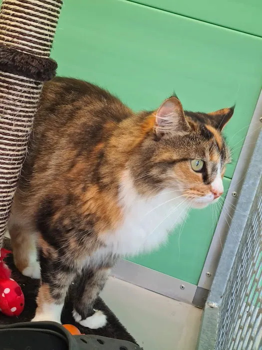 Hambleton Hills Luxury Cattery Picture 4
