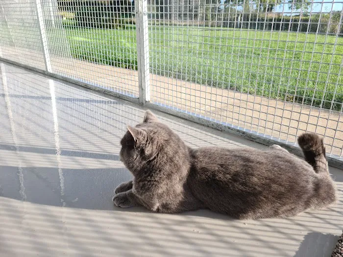 Hambleton Hills Luxury Cattery Picture 2