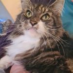 Hambleton Hills Luxury Cattery