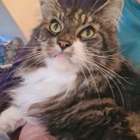 Hambleton Hills Luxury Cattery ico