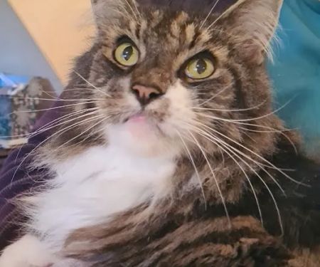 Hambleton Hills Luxury Cattery