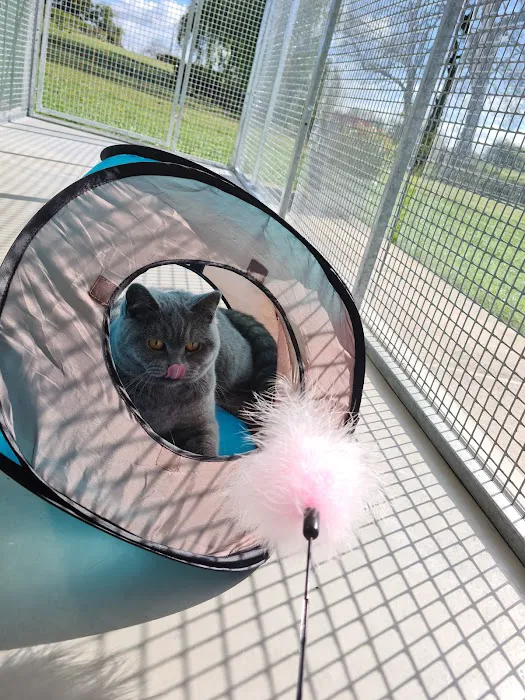 Hambleton Hills Luxury Cattery Picture 6