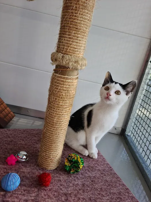 Hambleton Hills Luxury Cattery Picture 9