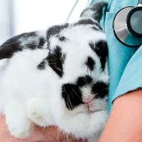 Forest House Veterinary Surgery ico