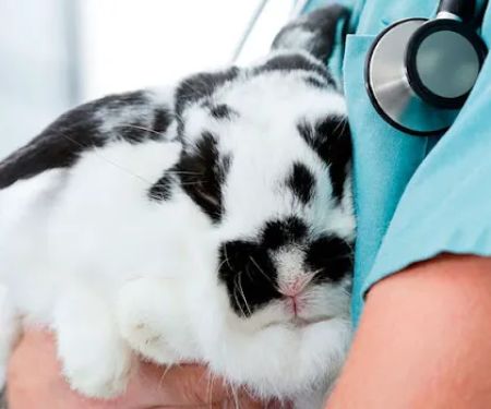 Forest House Veterinary Surgery