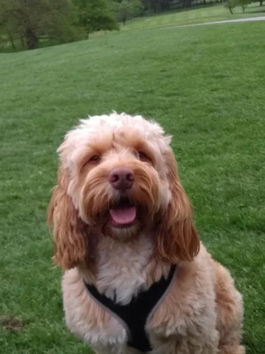 Vets4Pets - Harrogate Picture 3
