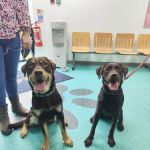 Vets4Pets - Harrogate