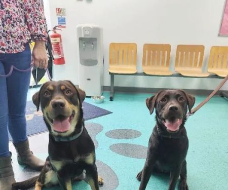 Vets4Pets - Harrogate