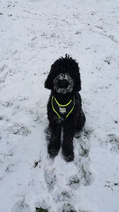 Medivet Harrogate Knaresborough Rd - Shamrock Veterinary Clinic Picture 5