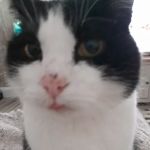 Medivet Harrogate Knaresborough Rd - Shamrock Veterinary Clinic