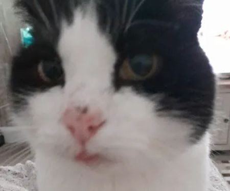 Medivet Harrogate Knaresborough Rd - Shamrock Veterinary Clinic