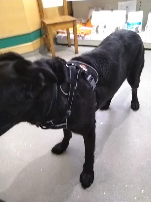 Medivet Harrogate Knaresborough Rd - Shamrock Veterinary Clinic Picture 8
