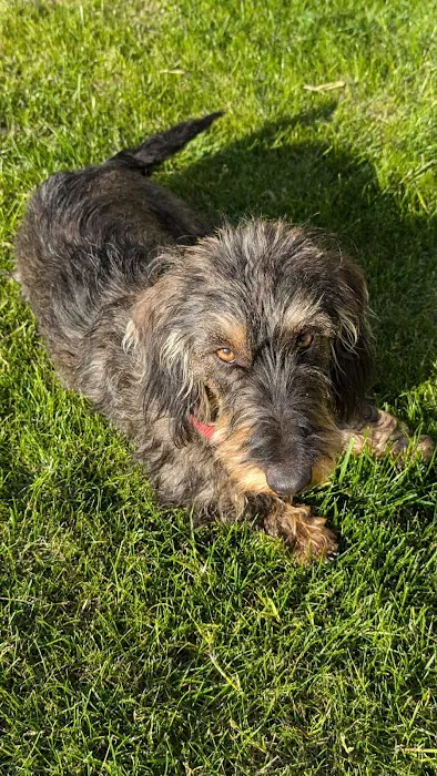 Medivet Harrogate Knaresborough Rd - Shamrock Veterinary Clinic Picture 6