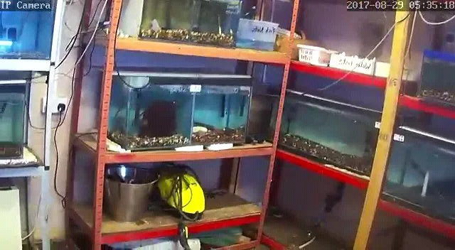 from fry fish farm Picture 2