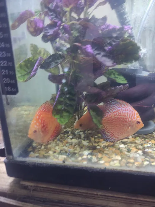 from fry fish farm Picture 10